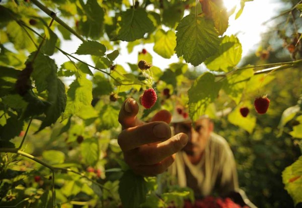 Land of organic food – Serbia