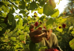 Healthy Food Serbia